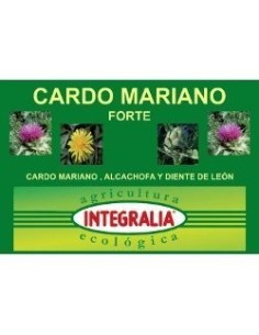 Cardo Mariano Forte Eco