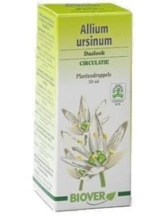 Allium Ursinum (ajo...