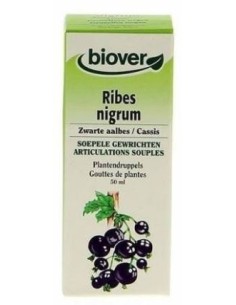 Ribes Nigrum (grosellero...