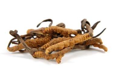 Descubre los beneficios del cordyceps